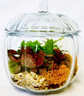 Glass Pumpkin Terrarium